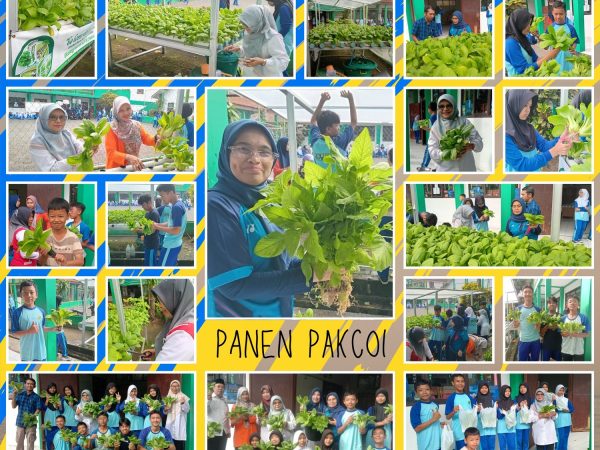MTsN Kota Cimahi Kembali Panen Sayur Hidroponik, Hasilkan 18 Kg Pakcoi Siap Konsumsi