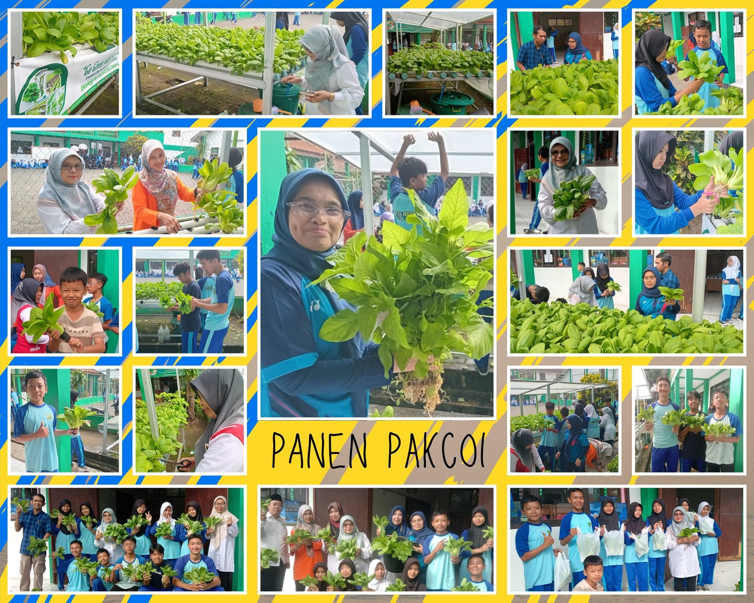 MTsN Kota Cimahi Kembali Panen Sayur Hidroponik, Hasilkan 18 Kg Pakcoi Siap Konsumsi MTsN Kota Cimahi Kembali Panen Sayur Hidroponik, Hasilkan 18 Kg Pakcoi Siap Konsumsi