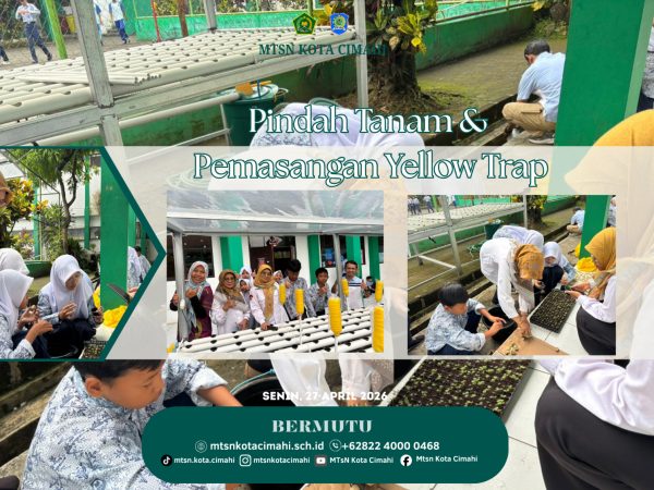Duta PLH MTsN Kota Cimahi Laksanakan Pindah Tanam dan Pengendalian Hama Secara Ramah Lingkungan