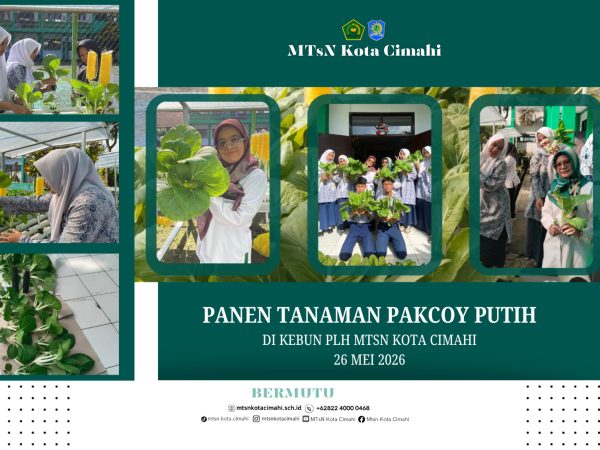 Panen Pakcoy Putih Warnai Kegiatan PLH MTsN Kota Cimahi di Tengah Pelaksanaan ASAT