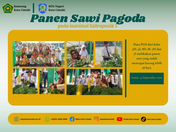 Panen Sawi Pagoda, Hasil Ketekunan Duta PLH di Bawah Pembinaan MTsN Kota Cimahi
