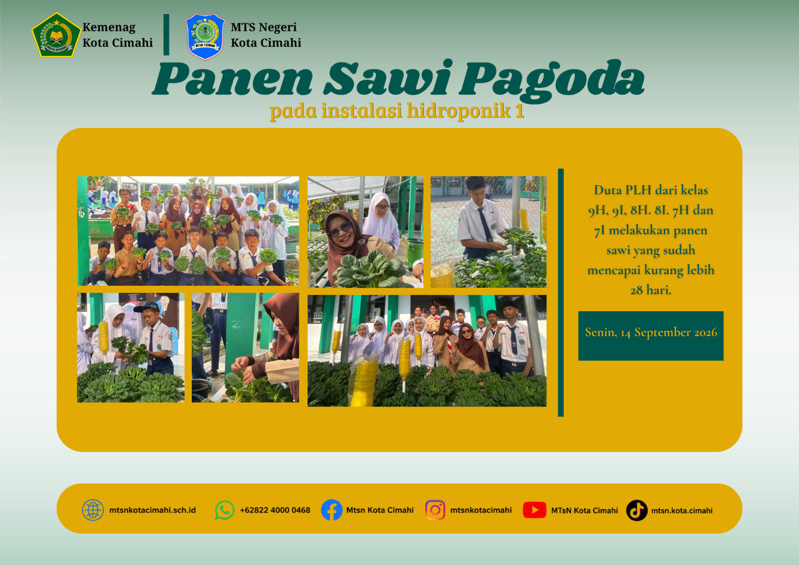 Panen Sawi Pagoda, Hasil Ketekunan Duta PLH di Bawah Pembinaan MTsN Kota Cimahi Panen Sawi Pagoda, Hasil Ketekunan Duta PLH di Bawah Pembinaan MTsN Kota Cimahi